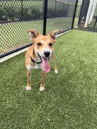 An adult small-sized male Parson Russell Terrier dog named Copper for adoption in Daphne, AL