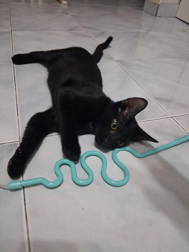 A baby medium-sized male Black Domestic Short Hair cat named Duke for adoption in Franklin, MA