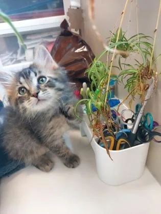 A baby small-sized male Domestic Medium Hair cat named Garrett for adoption in Fishers, IN
