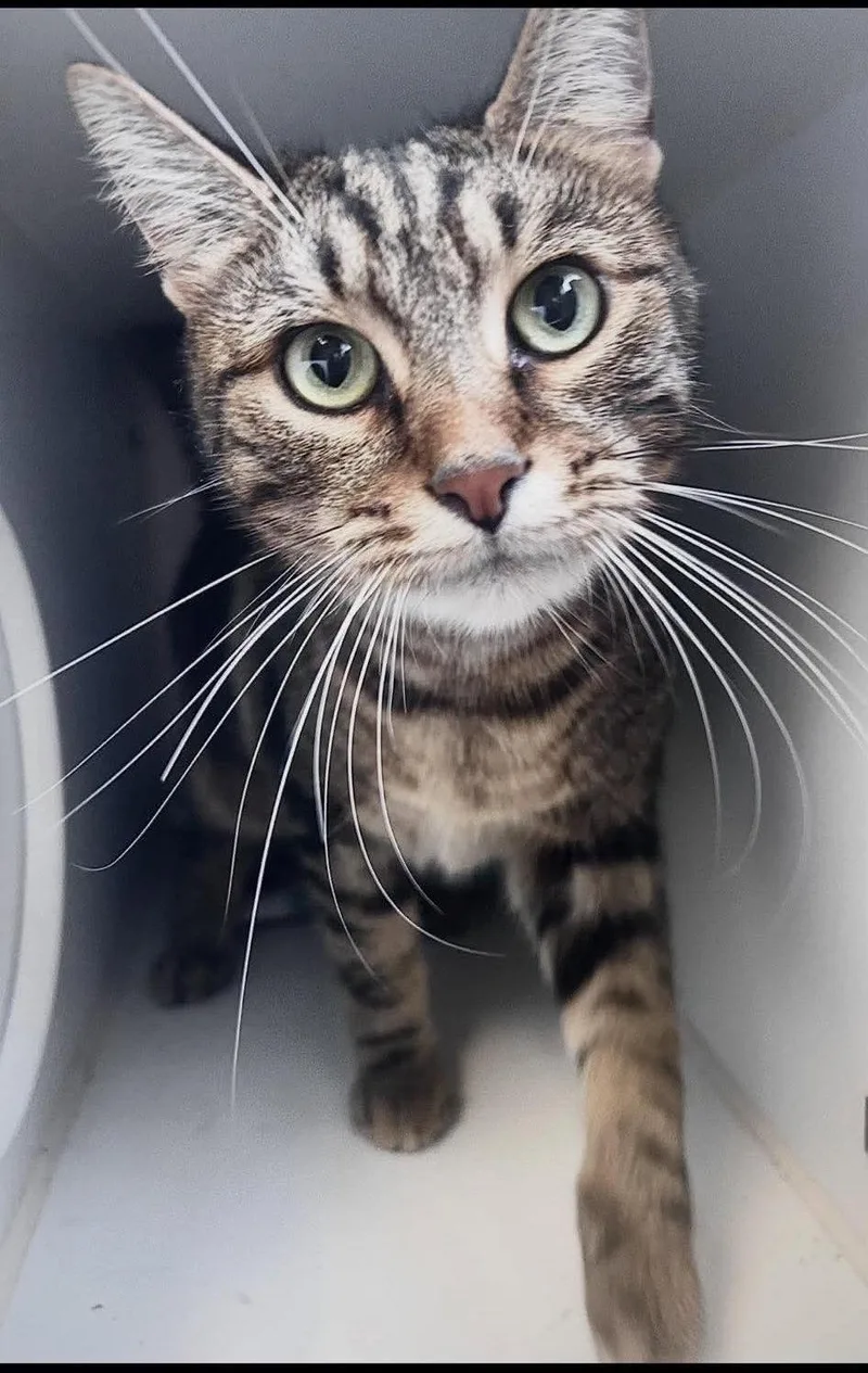 An adult medium-sized male Domestic Short Hair cat named Costello for adoption in Gettysburg, PA