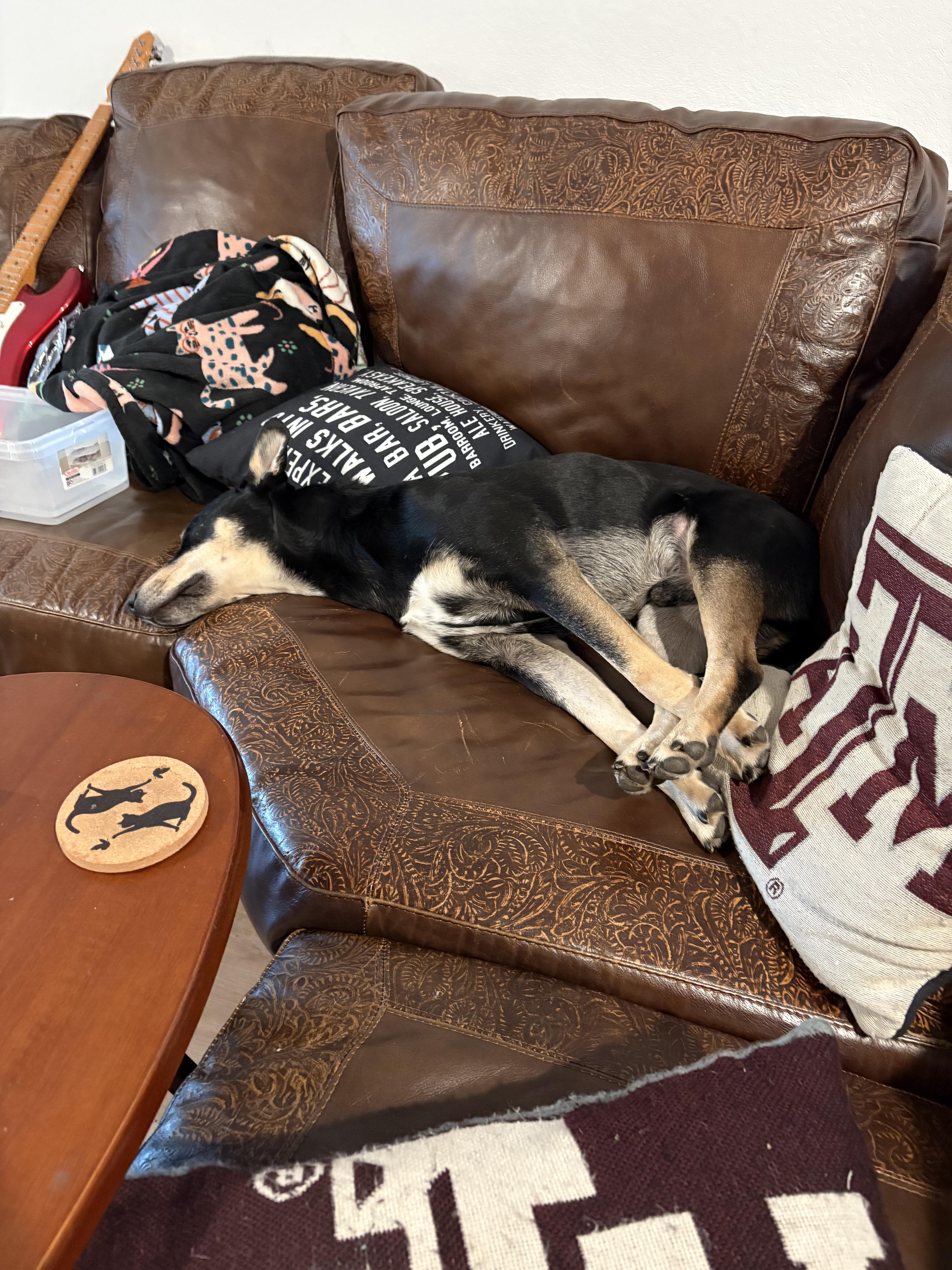 A young medium-sized male Tricolor (Brown, Black, & White) Husky dog named AmaniIA for adoption in Magnolia, TX
