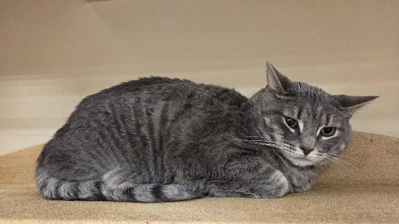 An adult large-sized female Domestic Short Hair cat named Mamasita for adoption in Delran, NJ