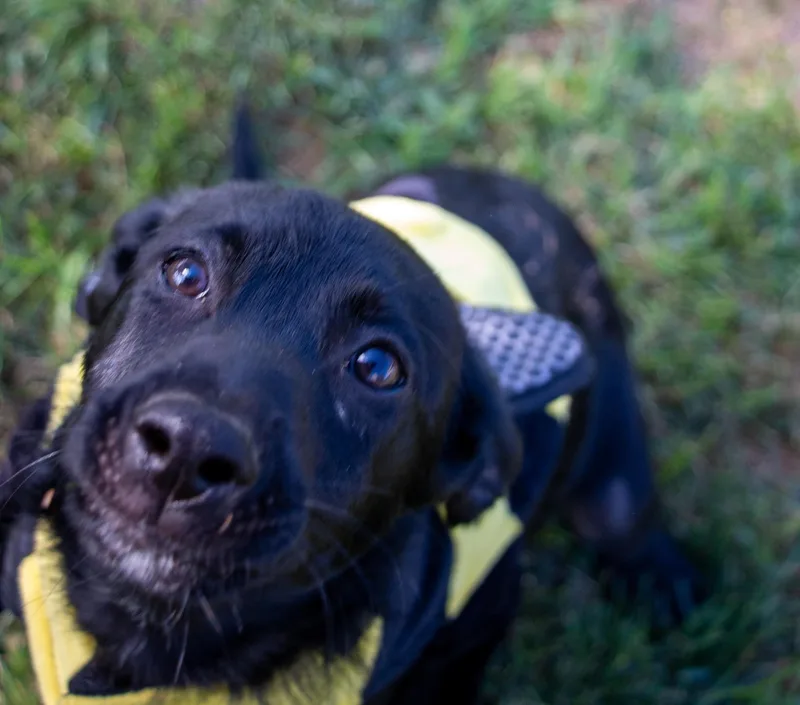 A baby medium-sized male Chihuahua dog named Jacques for adoption in Houston, TX