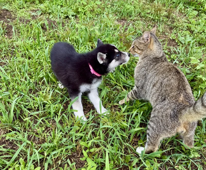 A baby large-sized female Husky dog named Sage for adoption in Iron Ridge, WI