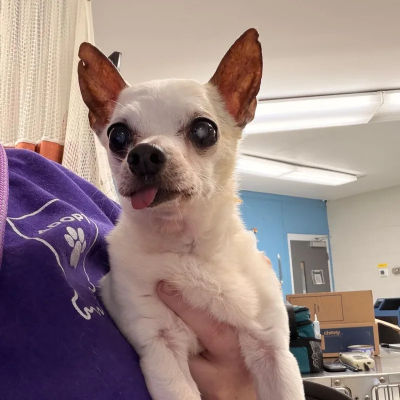 A senior small-sized male White / Cream Chihuahua dog named Quagmire for adoption in Indianapolis, IN