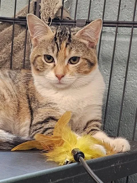 A baby medium-sized female Domestic Short Hair cat named Amberveil for adoption in Clyde, NC