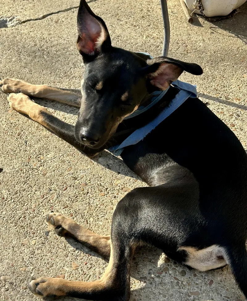 A young small-sized male Black Manchester Terrier dog named Jasper for adoption in Okolona, MS