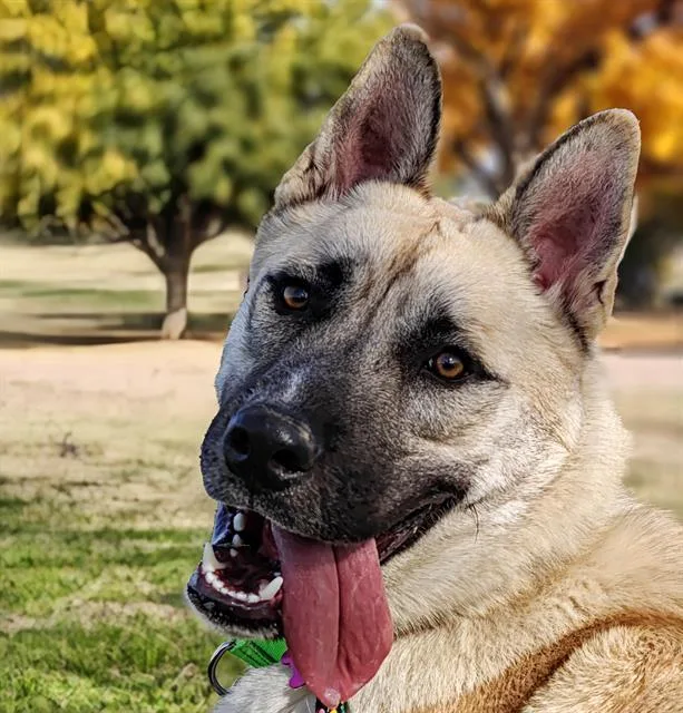 A young large-sized male German Shepherd Dog dog named Echo for adoption in Tucson, AZ