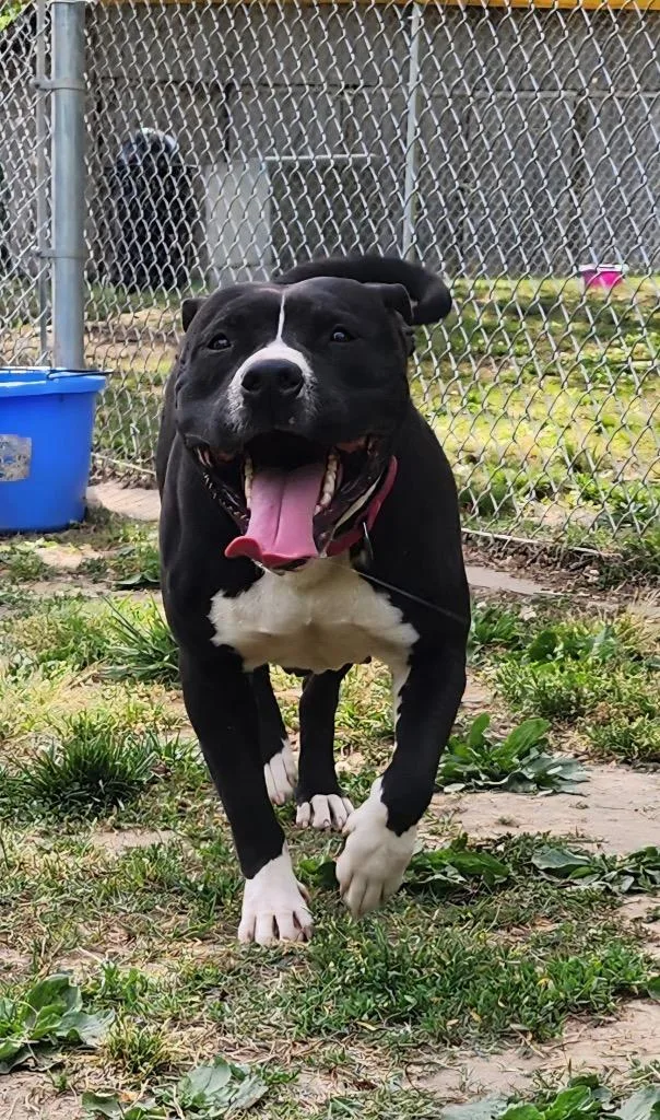 A young medium-sized female Pit Bull Terrier dog named June Bug for adoption in Mineral, VA