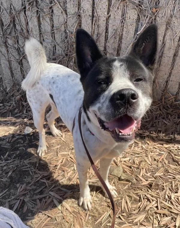 An adult large-sized male Akita dog named Giovanni for adoption in San Diego, CA