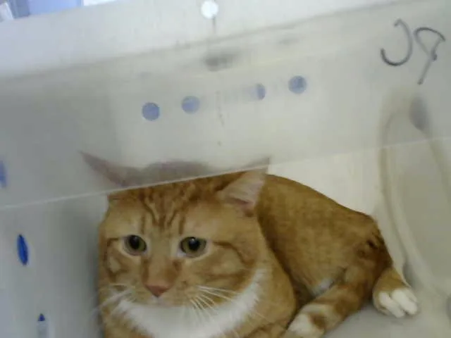 An adult medium-sized male Domestic Medium Hair cat named Robbie for adoption in Albuquerque, NM