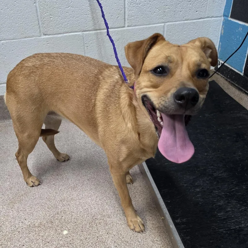 A baby medium-sized female Red / Chestnut / Orange Mixed Breed dog named Luna Bug for adoption in Ardmore, OK