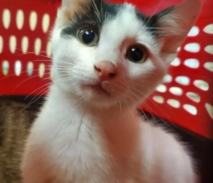 A young large-sized male Domestic Short Hair cat named Briar for adoption in Kansas City, MO