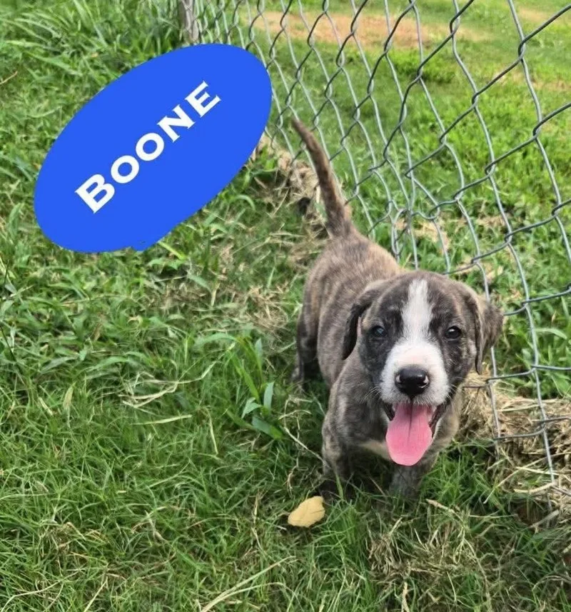 A baby medium-sized male Pit Bull Terrier dog named Boone for adoption in Wenonah, NJ