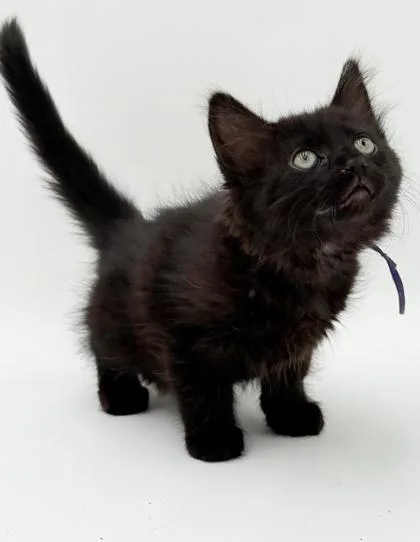 A baby small-sized female Domestic Long Hair cat named Mabel for adoption in Bridgewater, NJ
