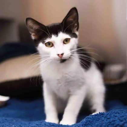 A baby small-sized male Black Domestic Short Hair cat named Frank Zappa for adoption in Atlanta, GA