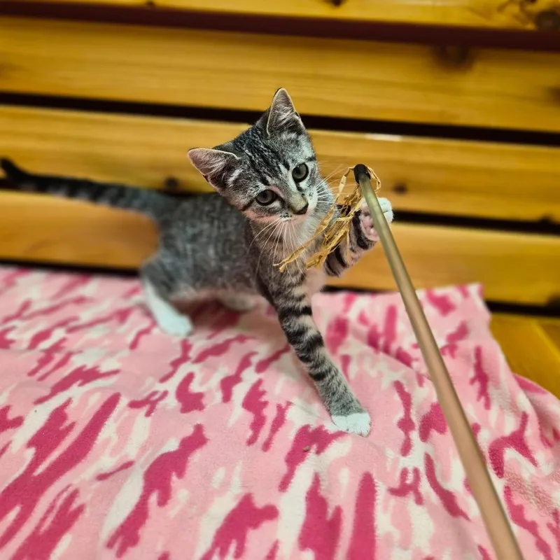 A baby small-sized female Domestic Short Hair cat named Nova for adoption in Woodstock, IL