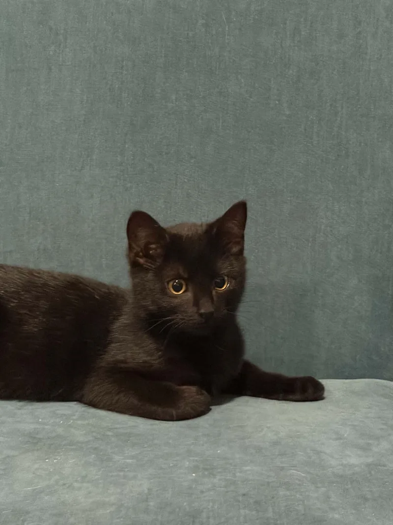 A baby medium-sized female Black Domestic Short Hair cat named Sally for adoption in Lawrenceville, GA