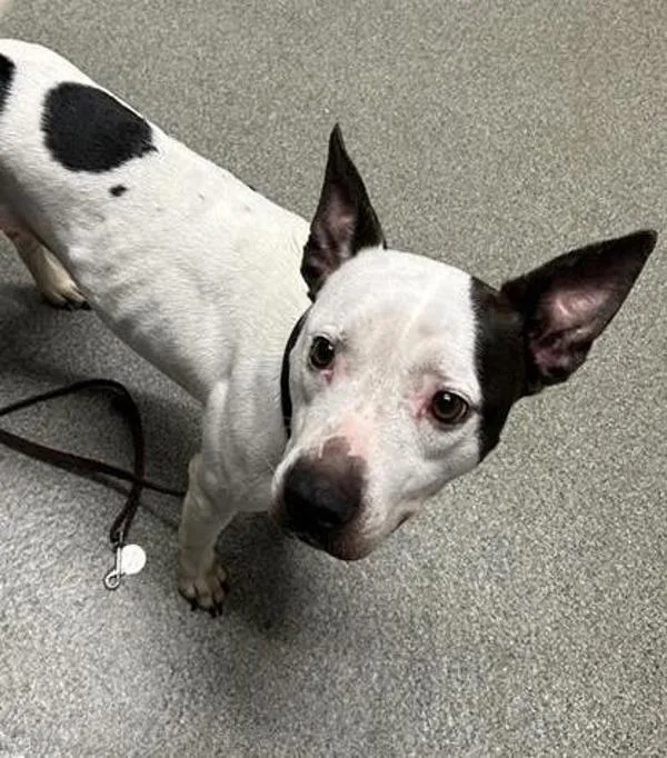 An adult medium-sized female Terrier dog named Blizzard for adoption in Escondido, CA