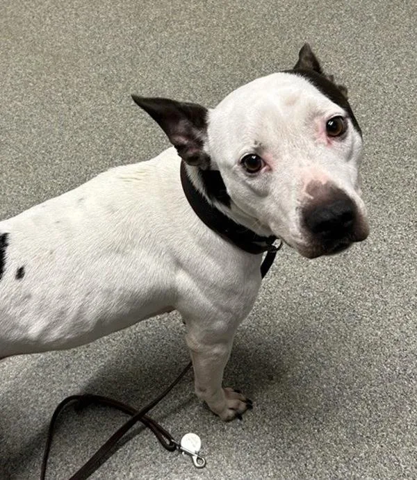 Blizzard thumbnail 2