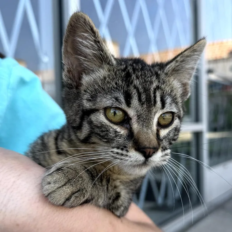 A young small-sized female Brown / Chocolate Domestic Short Hair cat named Chip for adoption in Long Beach, CA