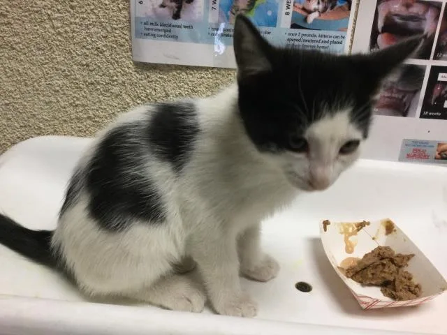 A baby small-sized male Domestic Short Hair cat named Garbanzo for adoption in Riverside, CA