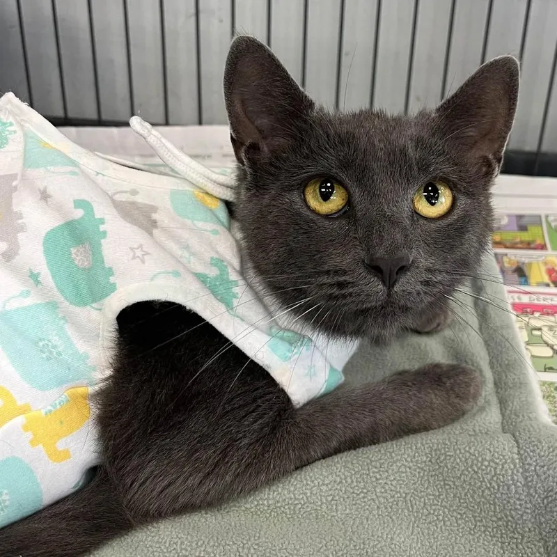 An adult medium-sized female Gray / Blue / Silver Domestic Short Hair cat named Vivian for adoption in Hamburg, NY