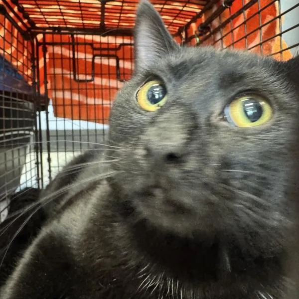 An adult medium-sized male Domestic Short Hair cat named Ned for adoption in Des Moines, IA