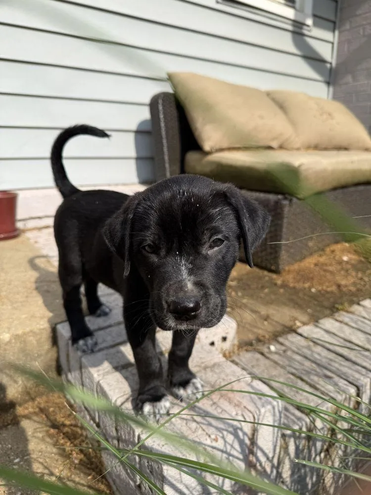 A baby small-sized male Black Mixed Breed dog named Chip for adoption in Alexandria, VA