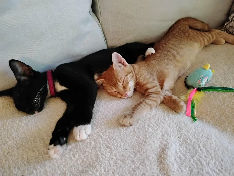 Tuxy