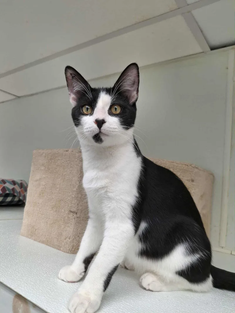 A young medium-sized male Black & White / Tuxedo Domestic Short Hair cat named Patrick for adoption in Gonic, NH