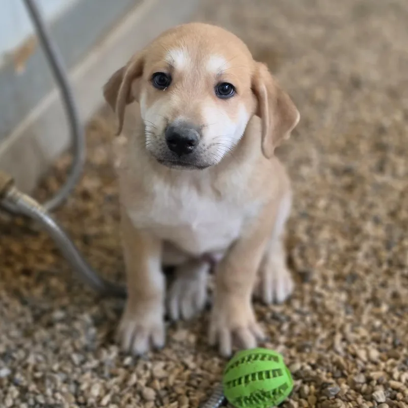 A baby medium-sized male Yellow / Tan / Blond / Fawn German Shepherd Dog dog named Boo JuM for adoption in Austin, TX