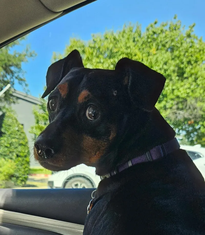 A senior medium-sized male Miniature Pinscher dog named Jax for adoption in Euless, TX