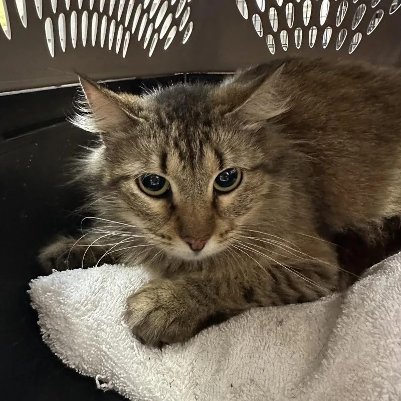 An adult medium-sized female Gray / Blue / Silver Domestic Medium Hair cat named Nova for adoption in Lake Jackson, TX