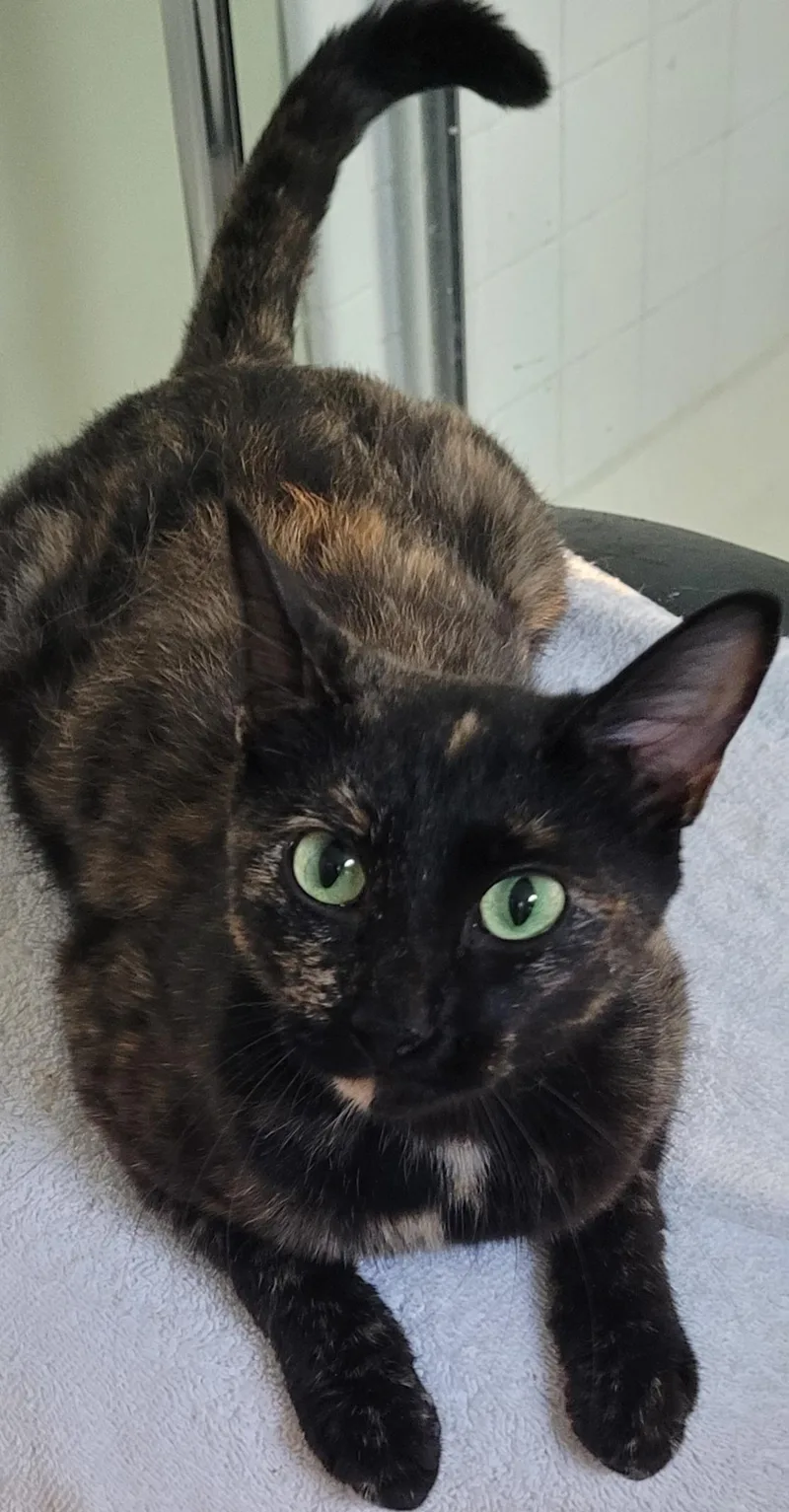 An adult medium-sized female Tortoiseshell Domestic Short Hair cat named June for adoption in Lawrenceville, GA