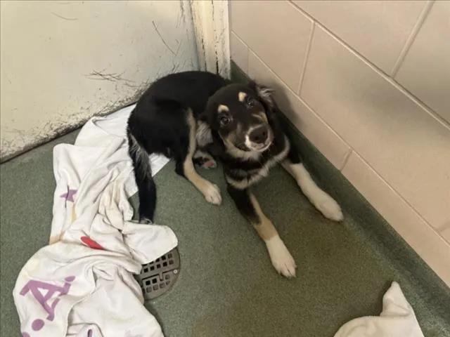 A baby small-sized female Mixed Breed dog named Agatha for adoption in Santa Fe, NM