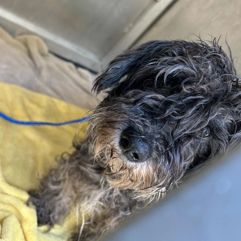 An adult small-sized female Black Miniature Poodle dog named Agatha for adoption in Greensboro, NC