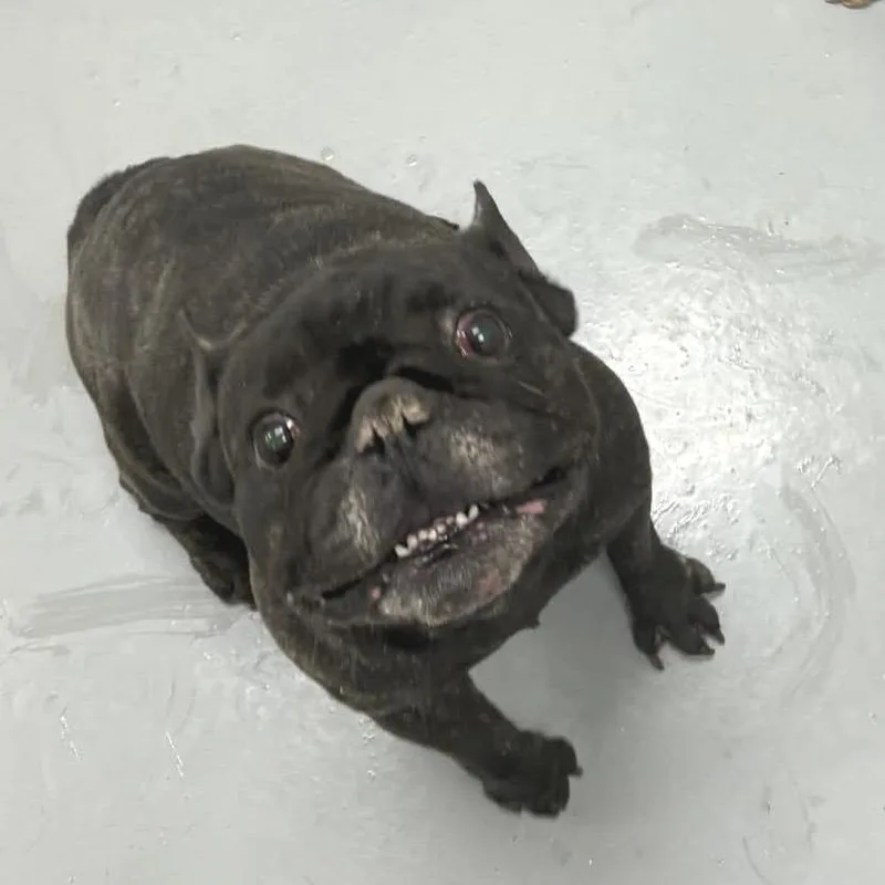 An adult small-sized male Brindle French Bulldog dog named Java for adoption in Fredericksburg, VA