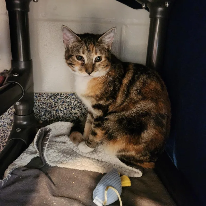 A baby small-sized female Brown / Chocolate Domestic Short Hair cat named Phoenix for adoption in Fairport, NY