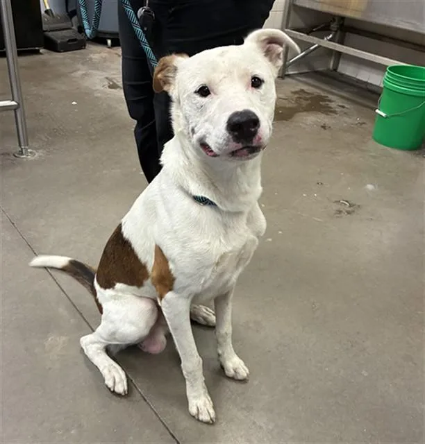 A young large-sized male Pit Bull Terrier dog named Chan for adoption in Phoenix, AZ