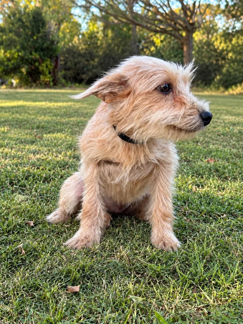 An adult small-sized female Terrier dog named Lena for adoption in Helotes, TX