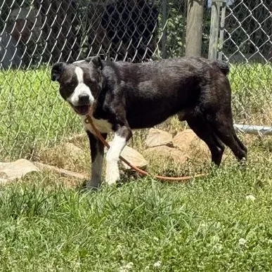 An adult medium-sized male Bicolor Boston Terrier dog named Tito for adoption in Loudon, TN