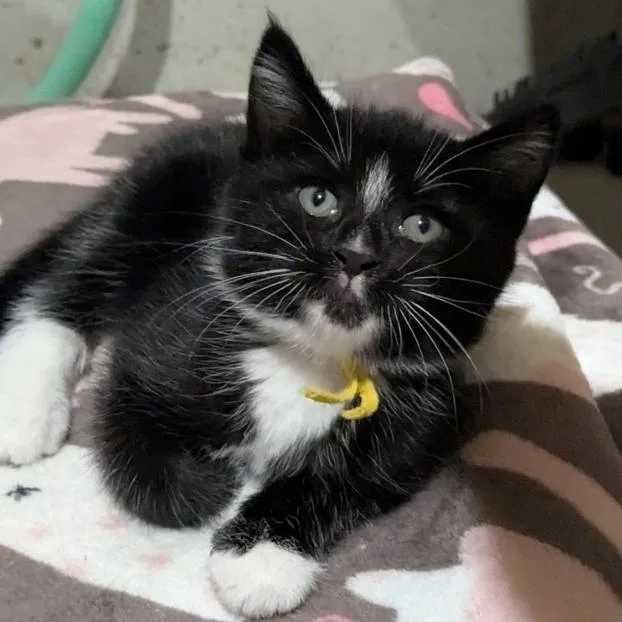 A baby small-sized female Black Domestic Short Hair cat named Lucy for adoption in Carmel, IN