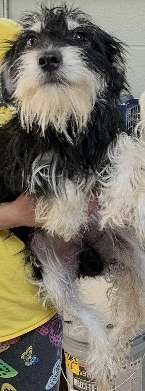 An adult small-sized male Schnauzer dog named Major for adoption in Staley, NC