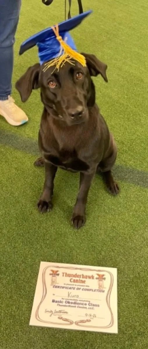 A young large-sized female Labrador Retriever dog named Kuro  COURTESY LISTING for adoption in Cookeville, TN