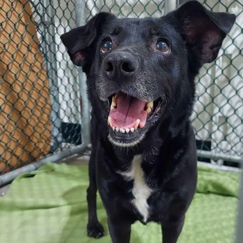 An adult medium-sized female Bicolor Labrador Retriever dog named Sweet pea for adoption in Lake Havasu City, AZ