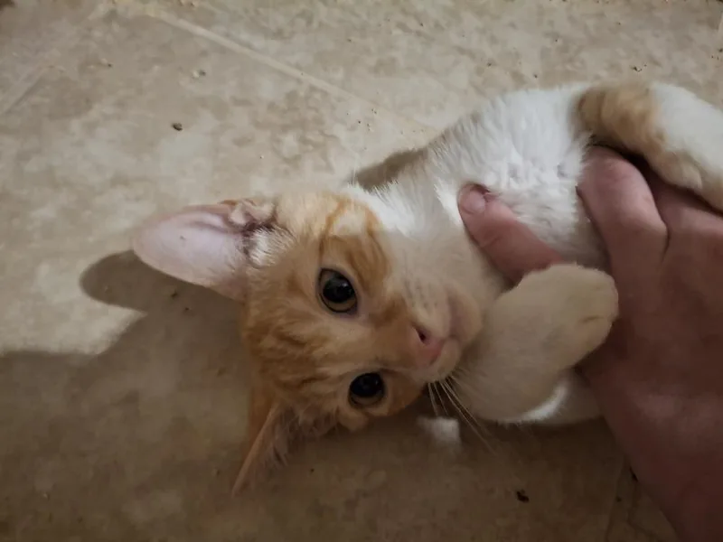 A baby small-sized male Domestic Short Hair cat named Tango G. for adoption in Peoria, IL