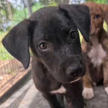 A baby small-sized male Mixed Breed dog named Firecracker for adoption in West Chester, PA