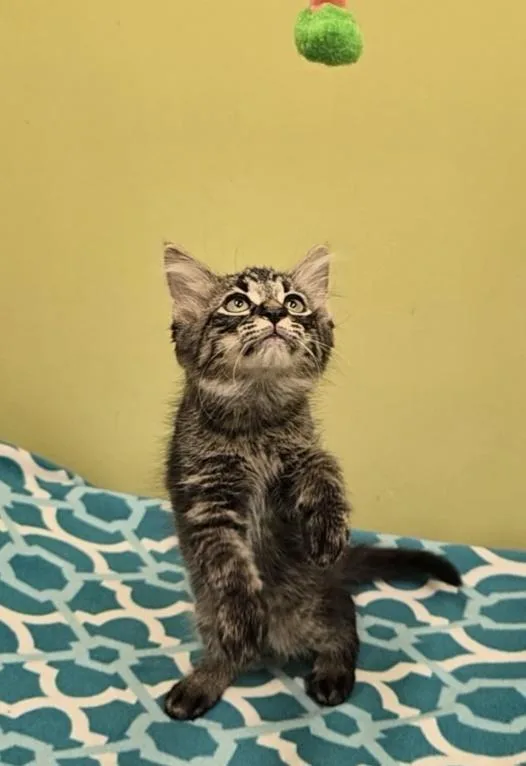A baby small-sized male Domestic Medium Hair cat named Tofu for adoption in Dickson, TN