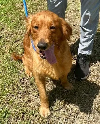 An adult medium-sized female Golden Retriever dog named Tabitha for adoption in Los Angeles, CA